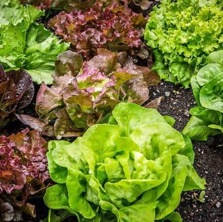 Mixed Lettuce vegetable seeds - Heirloom, Organic, Non Gmo Garden Seeds for kitchen garden planting