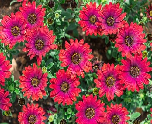 Red Osteospermum Flower Seeds
