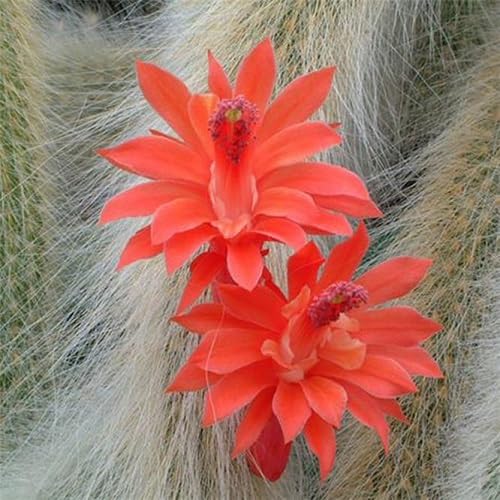Orange Colademononis Flower Seeds