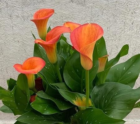 Orange Calla Lily Flower Seeds