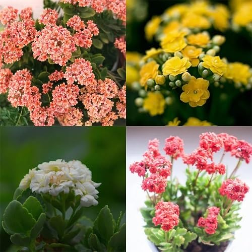 Mix Impatiens Walleriana Flower Seeds