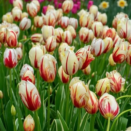 Red White Tulip Flower Seeds