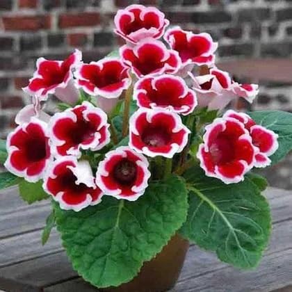 Red Speciosa Gloxinia Flowers Seeds