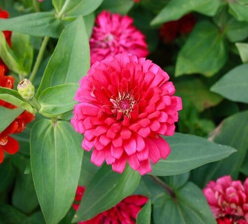 Pink Marigold Flower Seeds