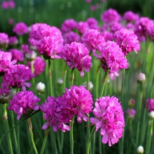 Pink Giant Armeria Flower Seeds