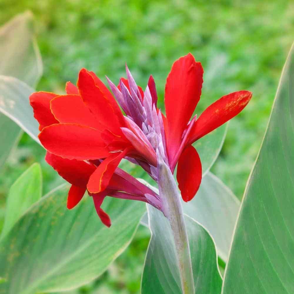 Red Canna Lily Flower Seeds 