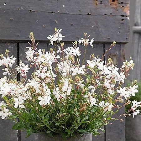 White Gaura coccinea Flower Seeds