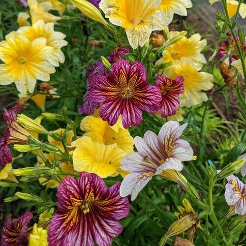 Mixed Salpiglossis Flower Seeds