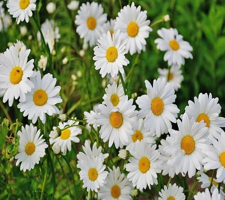 White Daisy Flower Seeds