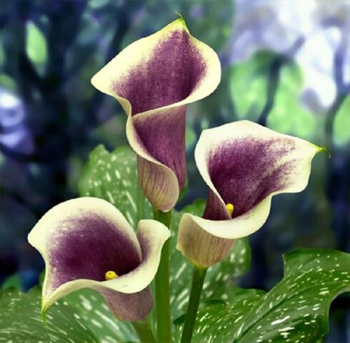 White Purple Calla Lilly Flower Seeds