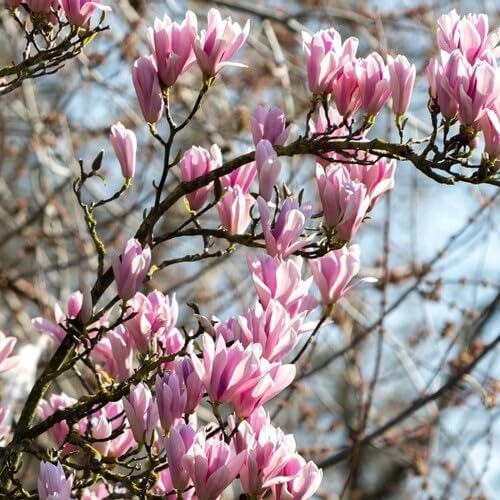 Pink Magnolia Flower Seeds
