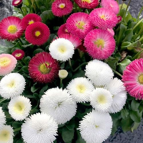 Mixed Daisy Flower Seeds