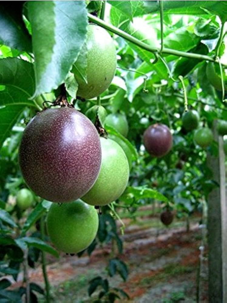 thai passion fruit passiflora edulis in urban