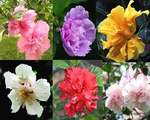 Mixed Sharon Hibiscus Syriacus Flower Seeds