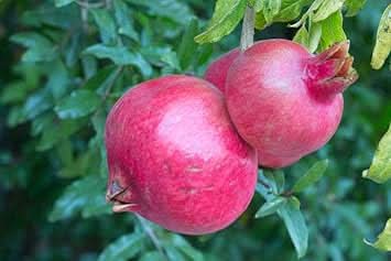 pink pomegranate fruit variety for a sweet and sour taste super juicy vibrant color Fruit seeds