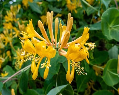 Yellow Honeysuckle Flower Seeds