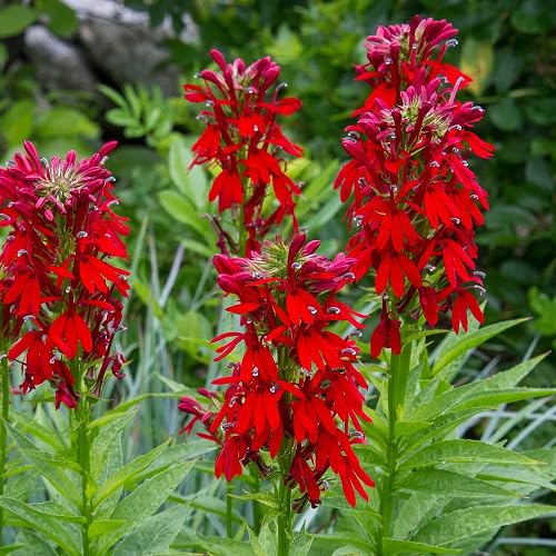 Cardinal Flower Seeds
