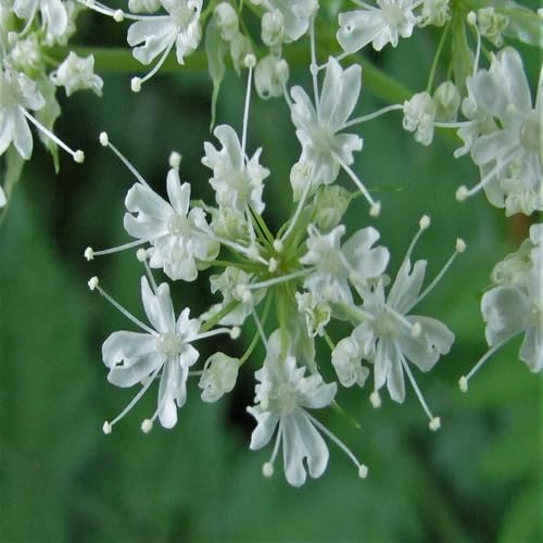 Cicely Flower Seeds