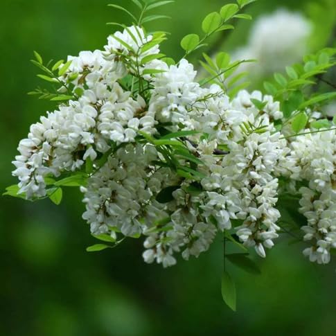 Sophora Flower Seeds