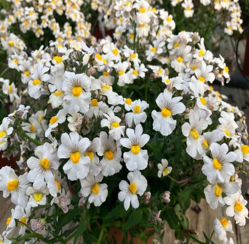White Nemesia Flower Seeds
