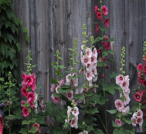 Mixed Hollyhocks Flower Seeds