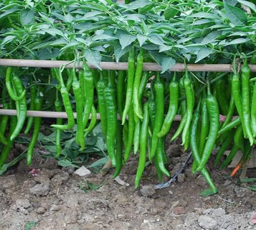 Pepper vegetable seeds Green vegetable seeds for Home Gardening, Premium Kitchen Garden Collection for kitchen garden planting