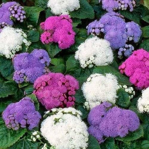 Mixed Ageratum Flower Seeds