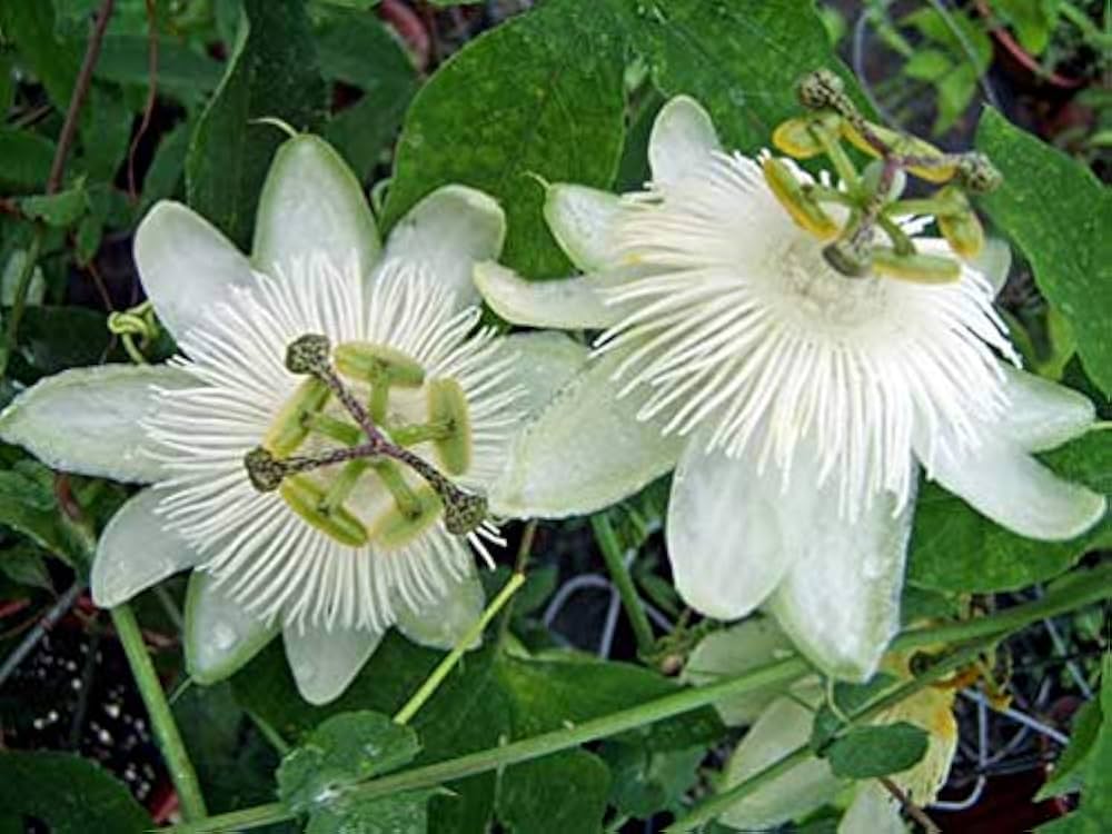 White Heirloom Non Gmo Bridal Passionflower Exotic Beautiful Flowering Vine Flower Seeds