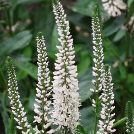 White Veronica Flower Seeds