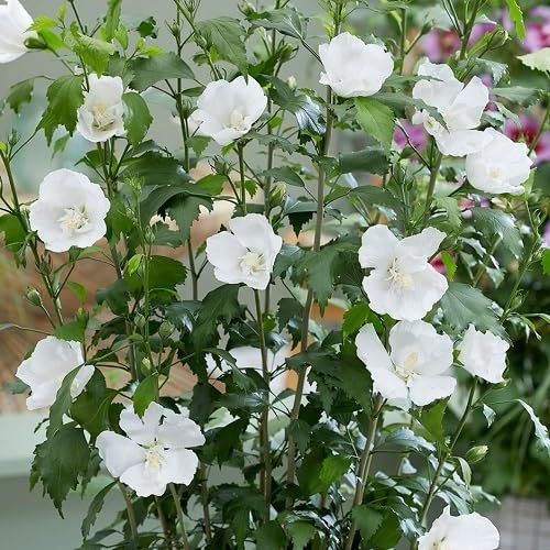 white hibiscus sinesis flower