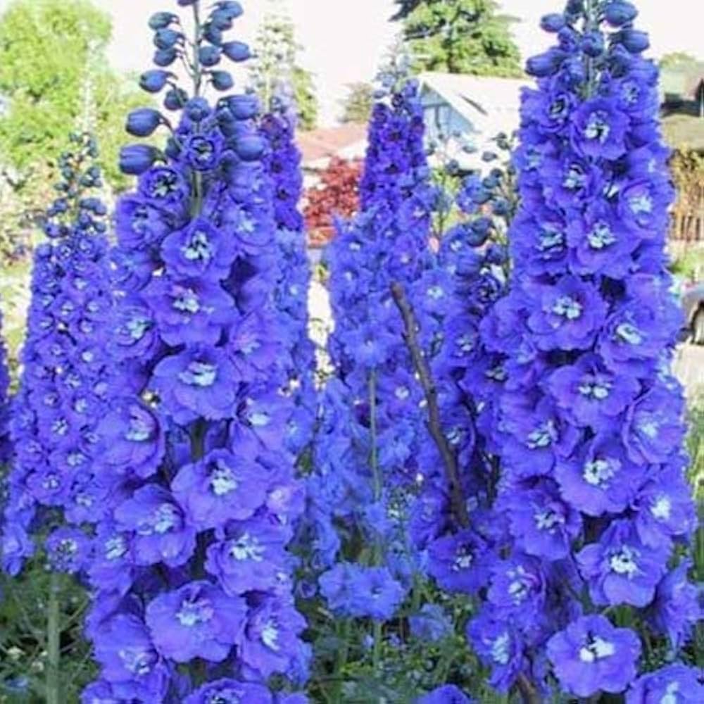 Blue Larkspur Spire
