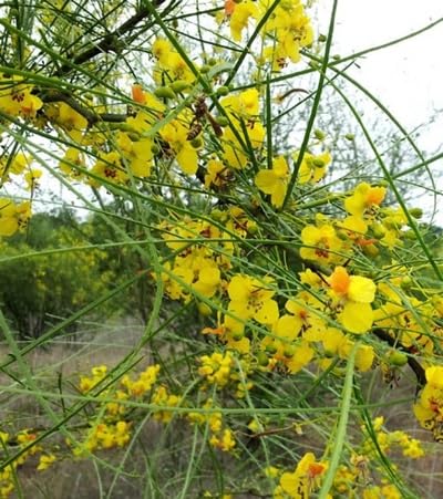Yellow Retama Flower Seeds 