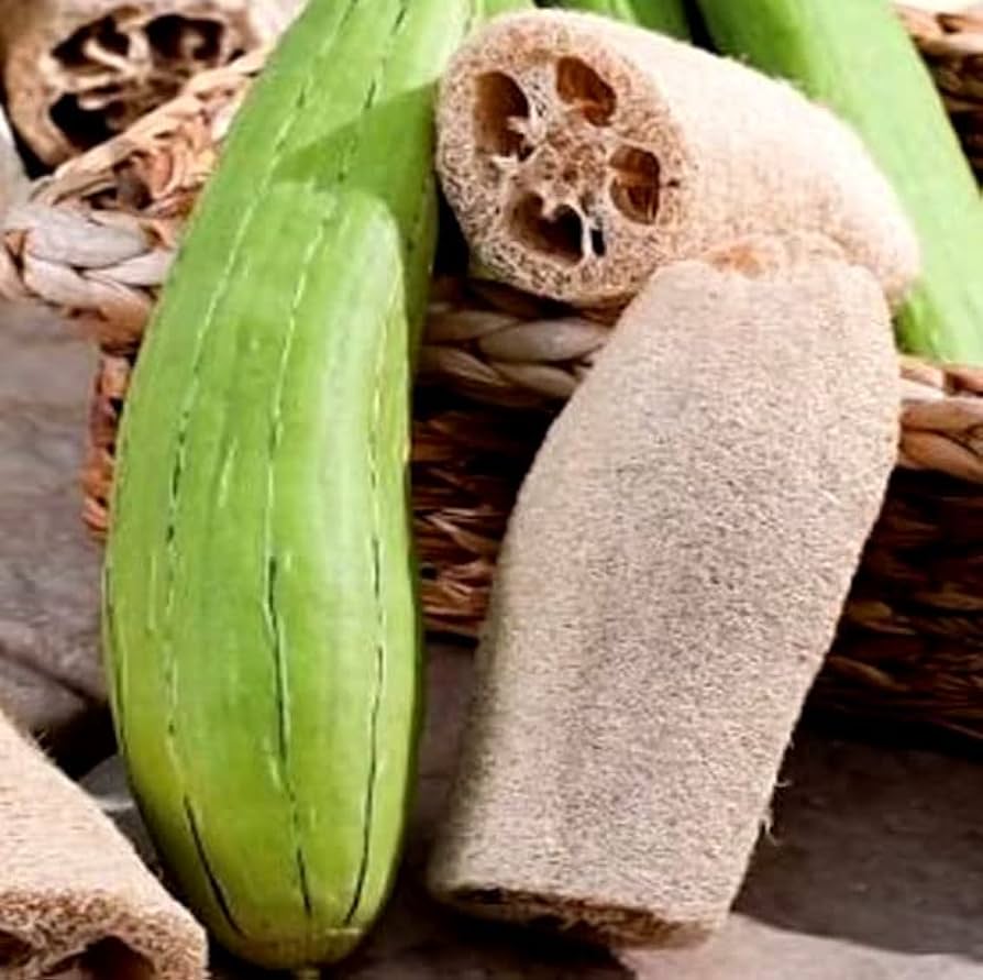Luffa Sponge Gourd vegetable seeds for Planting Heirloom Non-GMO High Germination Organic Garden vegetable seeds Home Garden DIY Projects Fast Growing Vine for kitchen garden planting