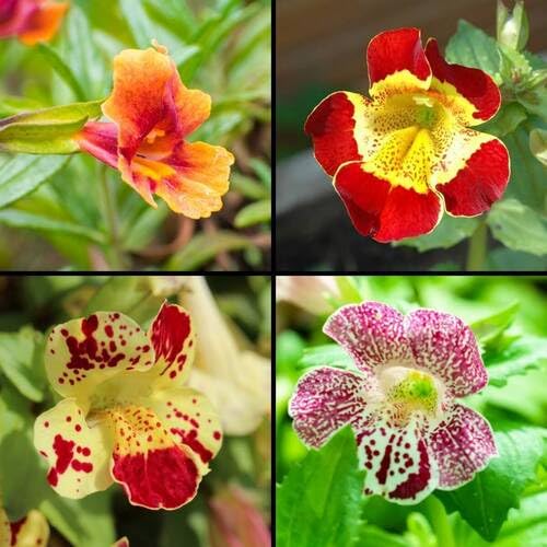 Mixed Mimulus Flower Seeds