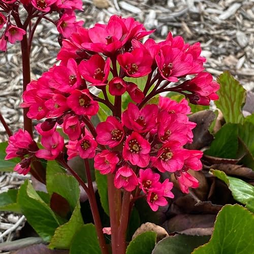 Red Bergenia Flower Seeds