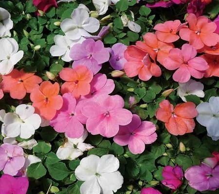 Impatiens Flower Seeds