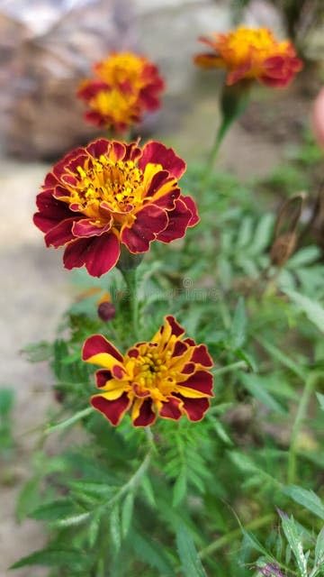 Yellow Brown Marigold Flower Seeds