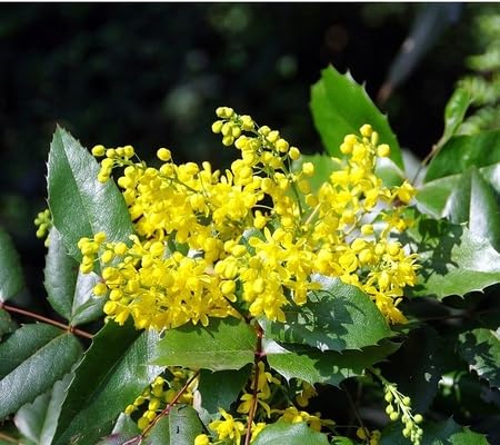 Mahonia Flower Seeds