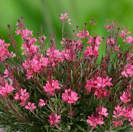 pink gaura lindheimeri flower