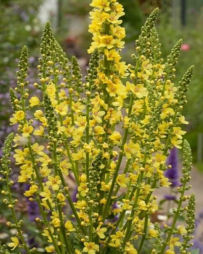 Yellow Verbascum Flower Seeds