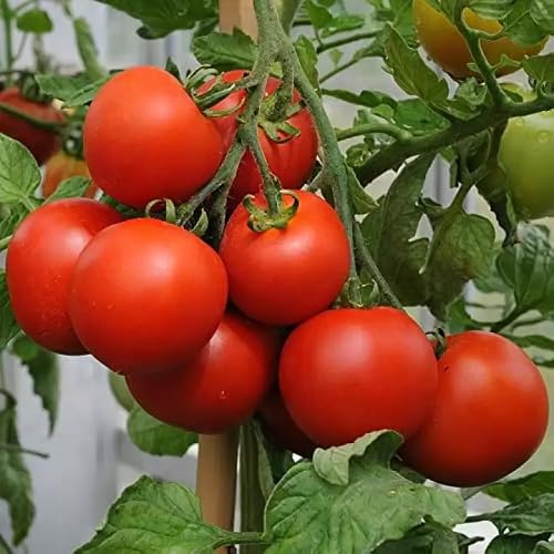 Red Tomato ,red vegetable seeds - Heirloom, Organic, Non Gmo Garden Seeds for kitchen garden planting