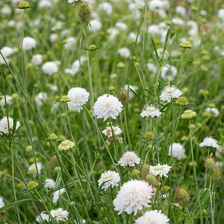 White Scabiosa Atropurpurea Flower Seeds