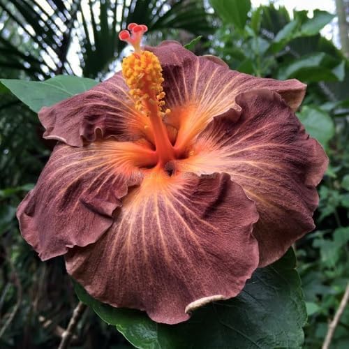 Brown Cosmos Flower Seeds - Heirloom Non GMO Premium Garden Seeds for Planting