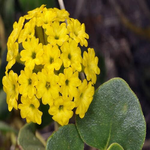 Yellow Verbena Flower Seeds