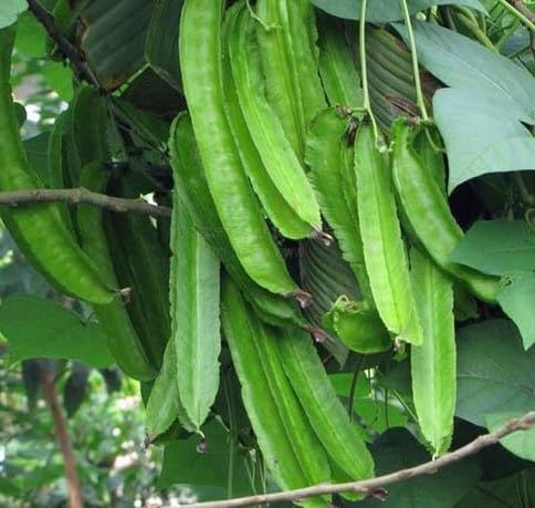 Winged Bean Green vegetable seeds for Home Gardening, Healthy Seasonal Vegetable Planting for kitchen garden planting