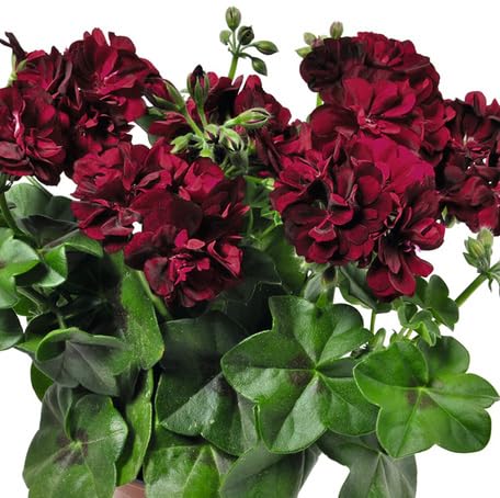 Maroon Geranium Flowe Seeds