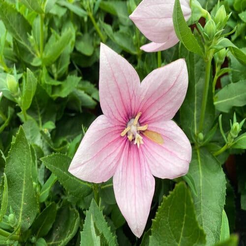 Pink Platycodon grandiflorus Flower Seeds