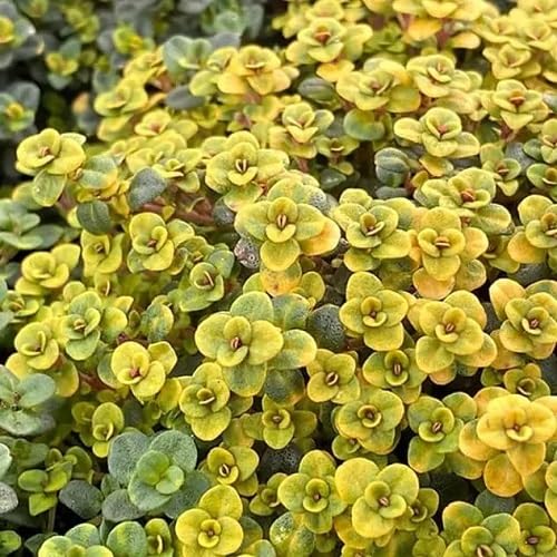 Thyme Plant Seeds Yellow herb seeds - healthy herbs, kitchen garden garden seeds