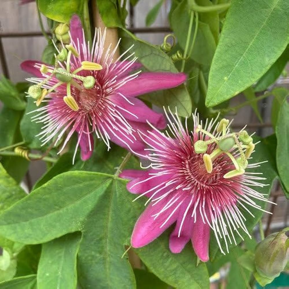 Pink Passiflora Flower Seeds - Heirloom Non GMO High Germination Seeds