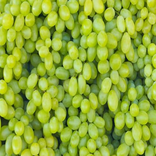 Green Grapes fruit seeds for organic garden planting
